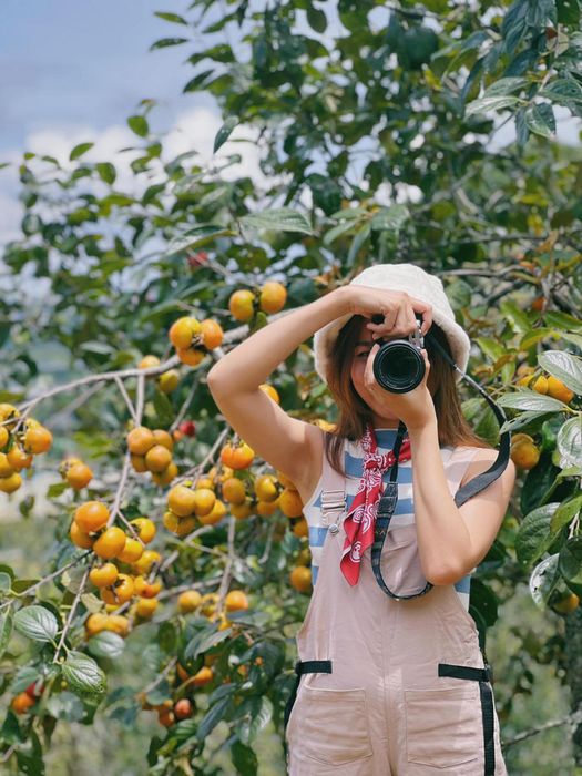 Mùa hồng Đà Lạt rực rỡ khiến lòng những người yêu thích sống ảo không thể không xao xuyến.