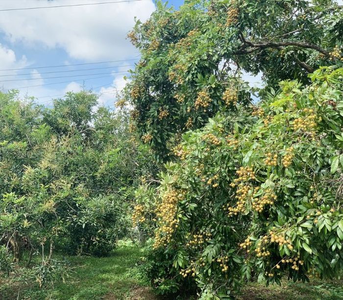 Cồn Mỹ Phước, khu du lịch miệt vườn tuyệt đẹp giữa Sóc Trăng 5