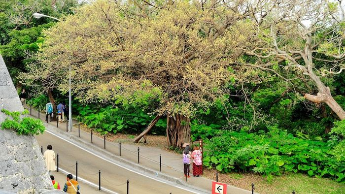 Khám phá đảo Okinawa, chinh phục viên ngọc quý ngoài khơi Nhật Bản 16