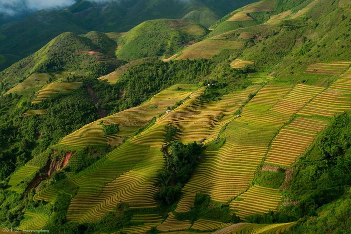 Đến Xím Vàng để khám phá vẻ đẹp của mùa vàng, chỉ cách Tà Xùa 18km