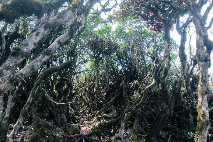 Khám phá hành trình trekking Tà Xùa 3 ngày 2 đêm - 72 giờ leo núi săn mây 19