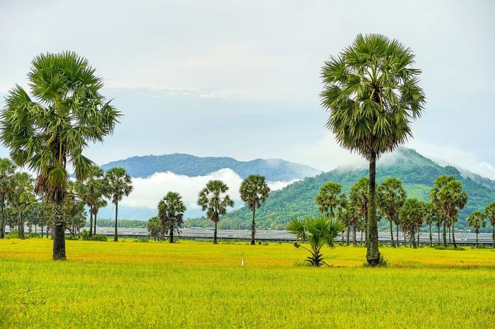 Mùa vàng An Giang lấp lánh dưới ống kính của Dương Việt Anh 2