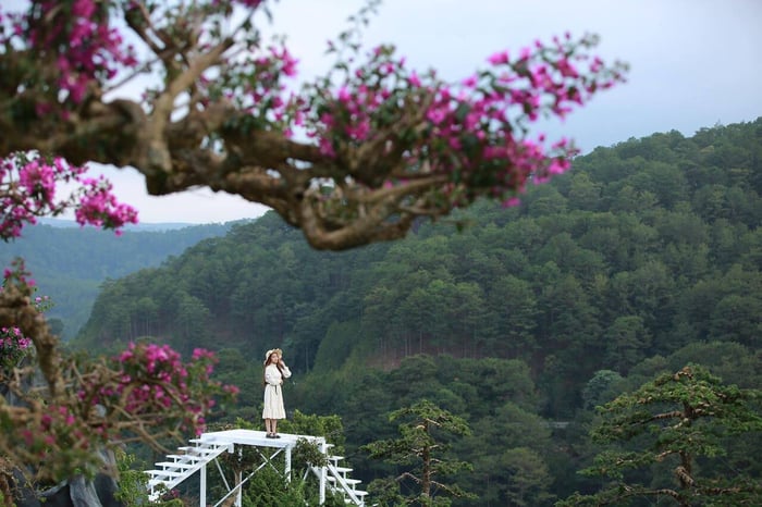 Que Garden Đà Lạt – Thiên đường Nhật Bản tại đèo Mimosa 14