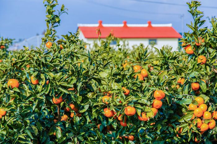 Trải nghiệm hương vị tinh túy của quýt Jeju, đặc sản từ đảo thiên đường Hàn Quốc