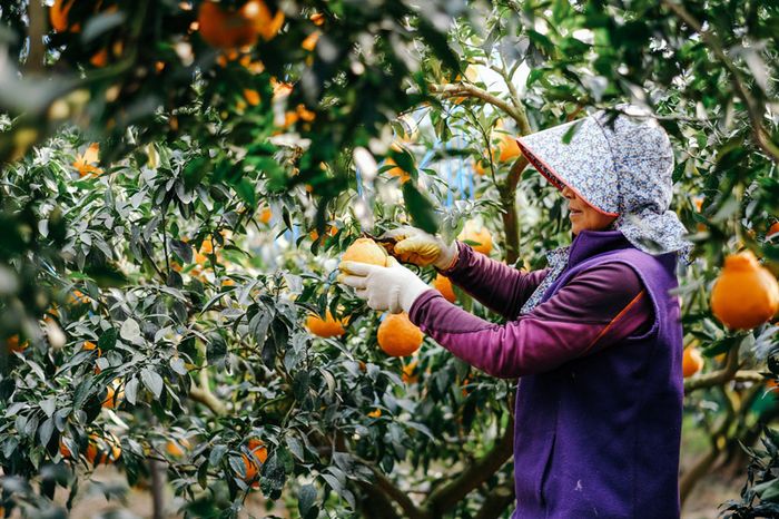 Trải nghiệm hương vị tinh túy của quýt Jeju, đặc sản từ đảo thiên đường Hàn Quốc