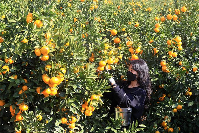 Khám phá hương vị tinh túy của quýt Jeju, đặc sản từ đảo thiên đường Hàn Quốc