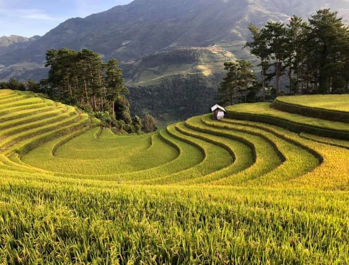 Đánh giá đồi Móng Ngựa - Mù Cang Chải vào mùa lúa chín vàng 2