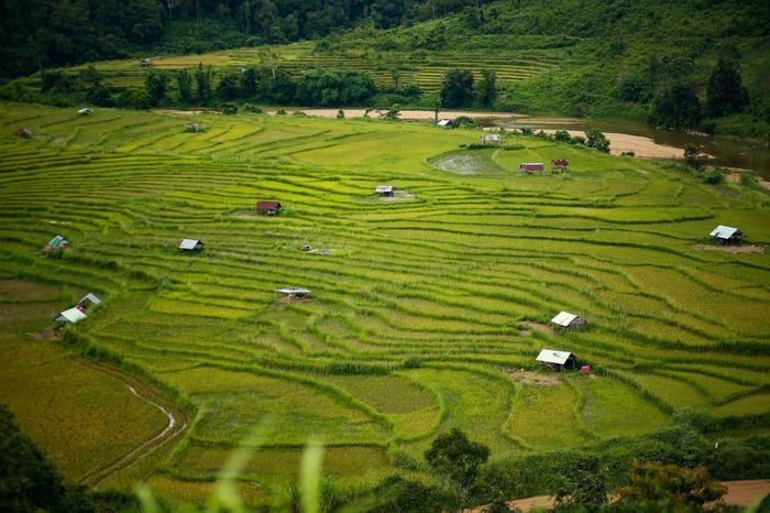 Ruộng bậc thang làng Kon Tu Rằng - Bình yên trên cao nguyên thơ mộng 3