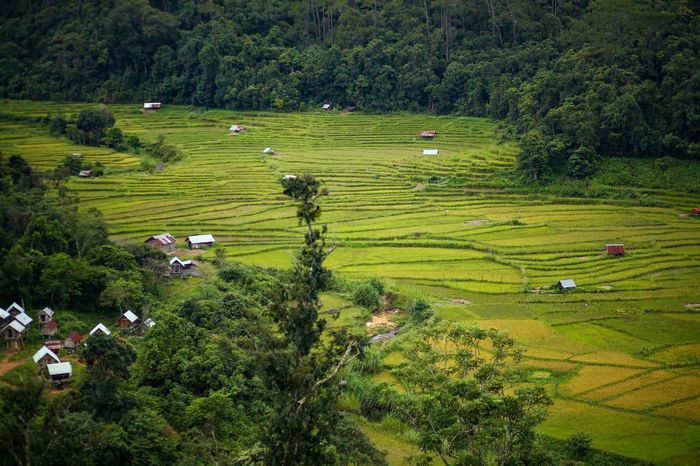 Ruộng bậc thang làng Kon Tu Rằng - Nơi yên bình trên cao nguyên thơ mộng