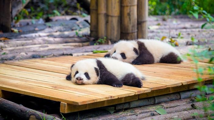 Trùng Khánh, 'thành phố sương mù', với hệ thống giao thông hàng đầu thế giới.