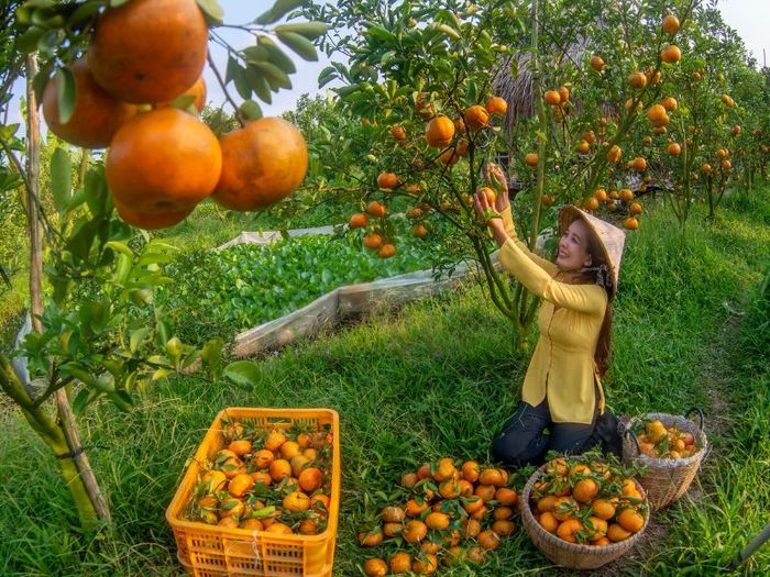 Vườn quýt hồng Lai Vung: Khám phá hương vị ngọt ngào ngay tại chỗ