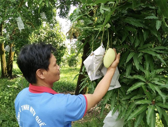 Xoài cát núm, loại quả đặc sản nổi tiếng của huyện Vũng Liêm