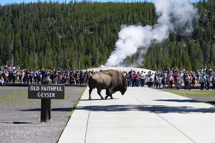 Yellowstone, vườn quốc gia lâu đời nhất của Mỹ và thế giới 4