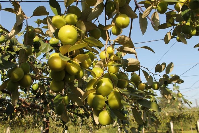 Khám phá ẩm thực Hải Phòng