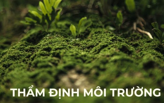 Thẩm định môi trường (Environmental Due Diligence) tập trung vào việc đánh giá các yếu tố môi trường của doanh nghiệp để đảm bảo rằng tất cả các tác động đến môi trường đều được quản lý và tuân thủ đầy đủ các quy định của pháp luật.