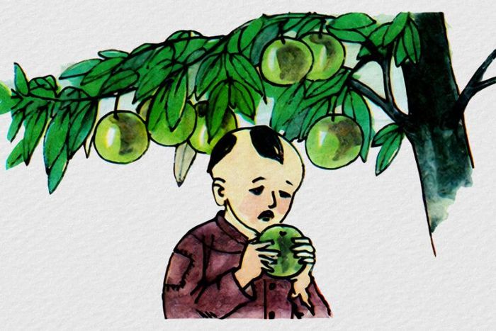 Sự tích cây vú sữa