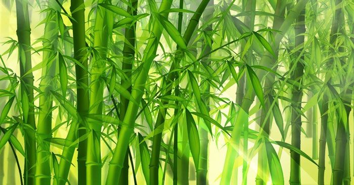 Cảm nhận sâu sắc về tác phẩm Cây tre Việt Nam