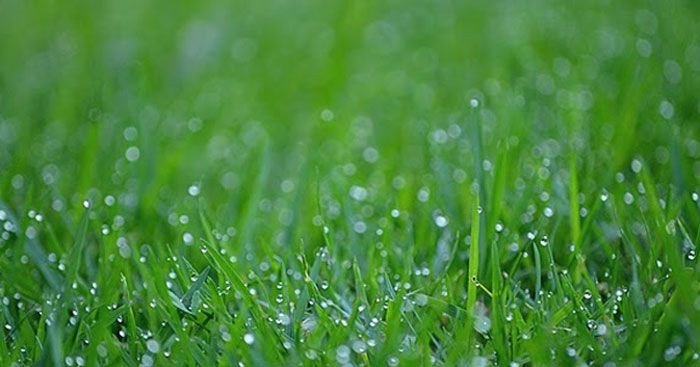 Cảm nhận về tác phẩm <strong>Giọt sương đêm</strong> sẽ giúp học sinh khám phá những giá trị nhân văn và nghệ thuật độc đáo mà tác giả gửi gắm.