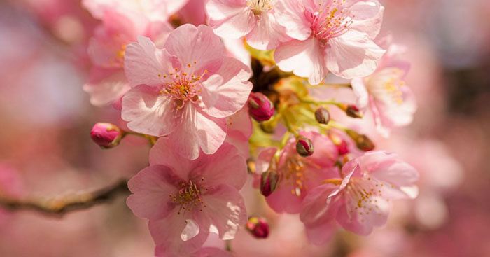 Soạn bài Bản tin về hoa anh đào - Hướng dẫn chi tiết