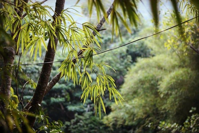 Sơn Trà Tịnh Viên Đà Nẵng