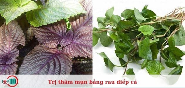 Điều trị mụn, mờ nám và tàn nhang với rau diếp cá kết hợp lá tía tô