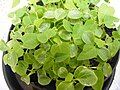 Cây con mới trồng