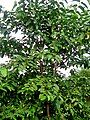 Một cây chén vàng nhỏ.