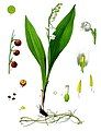 Minh họa từ thế kỷ 19