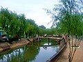 Liễu được trồng làm cảnh tại Sa Đéc.