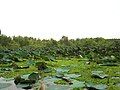 Tương tự, rừng tràm Trà Sư cũng là nơi sen mọc rất nhiều.