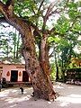 Cây còng cổ thụ dưới chân núi Ba Thê (Thoại Sơn)