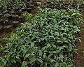 Cây giống thị được trồng từ hạt