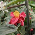 Hoa đang chuẩn bị tàn