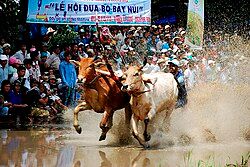 Lễ hội đua bò Bảy Núi