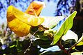 Quả ngôn ngữ bàng non ở đầu cành