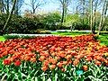 Tulip Double Dutch