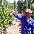 Giàn sương sâm và hạt giống được trồng trên một cồn đất ở tỉnh Bến Tre.