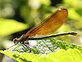 Calopteryx virgo (cái)