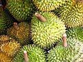 Sầu riêng, một trong những loại trái cây nổi tiếng ở Vườn cây ăn trái Cái Mơn.