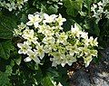 Cẩm tú cầu quercifolia