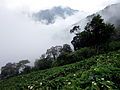 Su su được trồng phổ biến tại Tam Đảo.