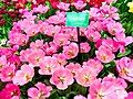 Tulip Pink Present