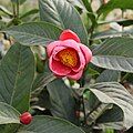 Một bông hoa hải đường đang nở