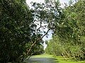 Rừng tràm Trà Sư tại An Giang (hình 2)