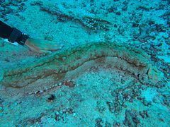 Thelenota anax, thuộc họ Stichopodidae, là một trong những loài hải sâm nặng nhất.