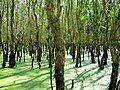 Rừng tràm Trà Sư tại An Giang (hình 1)