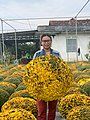 Cúc mâm xôi tại Bến Tre