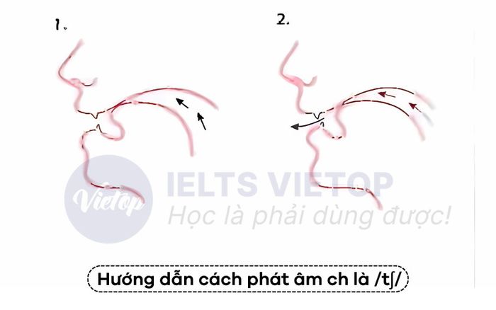 Phương pháp phát âm âm ch là /tʃ/