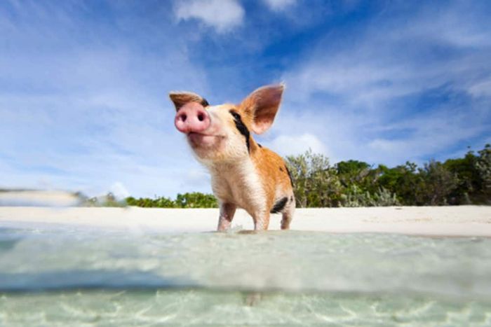 Swimming Pigs of Exuma