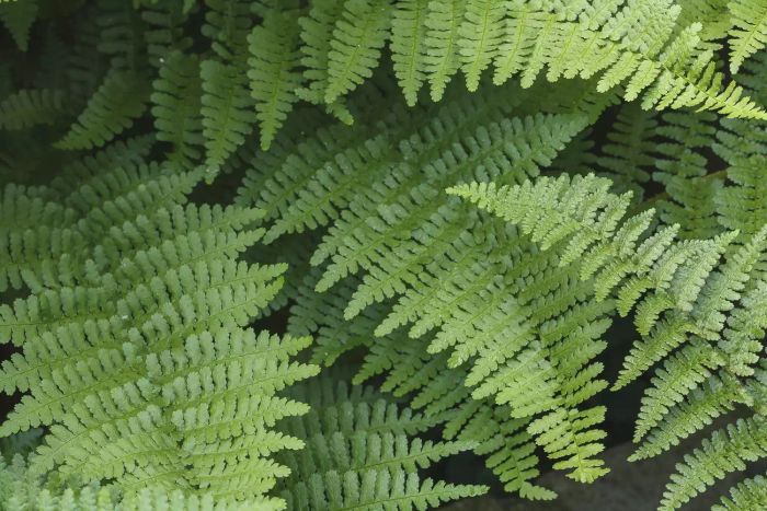 Foliage of ferns in a garden, featuring the wood fern Dryopteris Felix-mas